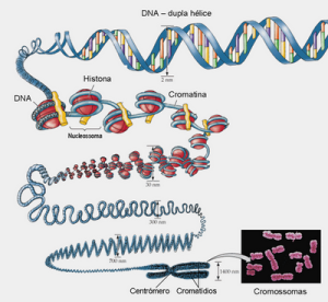 dna_cromossomas_estrutura_1